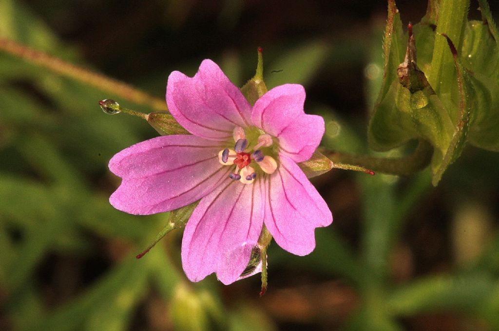 Geranium columbinum / Geranio colombino